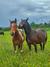 Disfruta un Paseo a Caballo en Los Saltos del Laja: Naturaleza y Relajación