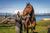 Tour a Caballo desde Puerto Natales con Almuerzo Tradicional