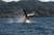 Avistamiento de Ballenas en el Estrecho de Magallanes: Expedición de 3 Días
