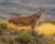 Avistamiento de Puma en Torres del Paine: Fauna Patagónica en 1 Día
